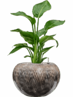 Strelitzia Nicolai In Baq Luxe Lite Universe Comet D 17 H 67 cm - PlantenShop24 - 06-05-2025