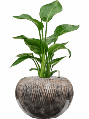 Strelitzia Nicolai In Baq Luxe Lite Universe Comet D 17 H 67 cm - PlantenShop24 - 06-05-2025