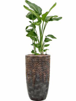 Strelitzia Nicolai In Baq Luxe Lite Universe Comet D 28 H 150 cm - PlantenShop24 - 30-04-2025