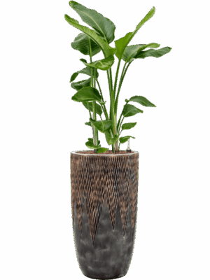 Strelitzia Nicolai In Baq Luxe Lite Universe Comet D 28 H 150 cm - PlantenShop24 - 30-04-2025