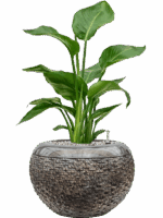 Strelitzia Nicolai In Baq Luxe Lite Universe Layer D 17 H 66 cm - PlantenShop24 - 06-05-2025