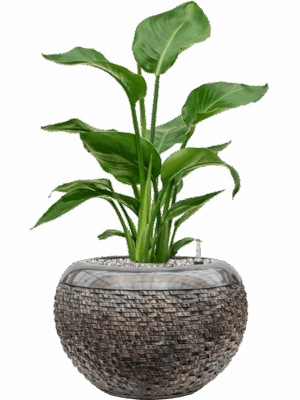 Strelitzia Nicolai In Baq Luxe Lite Universe Layer D 17 H 66 cm - PlantenShop24 - 06-05-2025