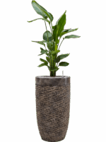 Strelitzia Nicolai In Baq Luxe Lite Universe Layer D 26 H 147 cm - PlantenShop24 - 19-05-2025