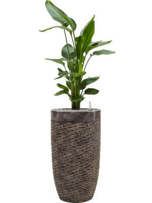 Strelitzia Nicolai In Baq Luxe Lite Universe Layer D 26 H 147 cm - PlantenShop24 - 19-05-2025