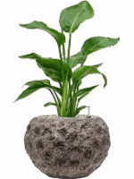 Strelitzia Nicolai In Baq Luxe Lite Universe Moon D 17 H 67 cm - PlantenShop24 - 06-05-2025