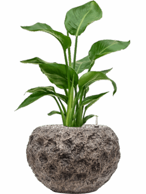 Strelitzia Nicolai In Baq Luxe Lite Universe Moon D 17 H 67 cm - PlantenShop24 - 06-05-2025