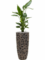 Strelitzia Nicolai In Baq Luxe Lite Universe Moon D 26 H 148 cm - PlantenShop24 - 19-05-2025