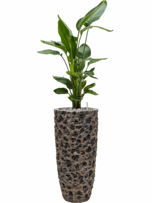Strelitzia Nicolai In Baq Luxe Lite Universe Moon D 26 H 148 cm - PlantenShop24 - 19-05-2025