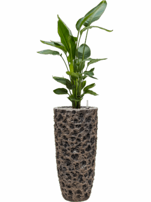 Strelitzia Nicolai In Baq Luxe Lite Universe Moon D 26 H 148 cm - PlantenShop24 - 19-05-2025