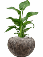 Strelitzia Nicolai In Baq Luxe Lite Universe Waterfall D 17 H 66 cm - PlantenShop24 - 06-05-2025