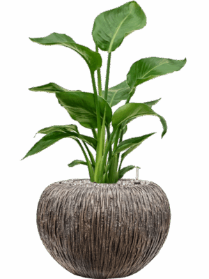 Strelitzia Nicolai In Baq Luxe Lite Universe Waterfall D 17 H 66 cm - PlantenShop24 - 06-05-2025