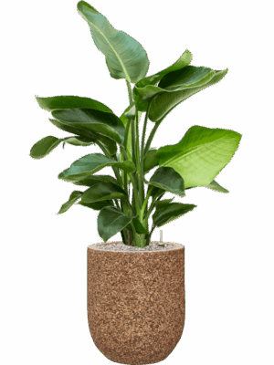 Strelitzia Nicolai In Baq Naturescast D 20 H 104 cm - PlantenShop24 - 19-05-2025