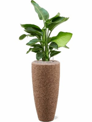 Strelitzia Nicolai In Baq Naturescast D 20 H 138 cm - PlantenShop24 - 19-05-2025