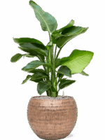 Strelitzia Nicolai In Baq Opus Hammered D 20 H 101 cm - PlantenShop24 - 19-05-2025
