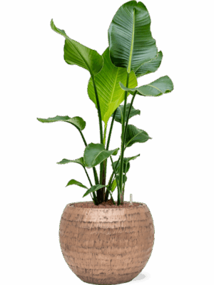 Strelitzia Nicolai In Baq Opus Hammered D 22 H 109 cm - PlantenShop24 - 30-05-2025