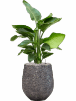 Strelitzia Nicolai In Baq Opus Hit D 20 H 111 cm - PlantenShop24 - 19-05-2025