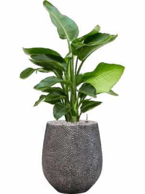 Strelitzia Nicolai In Baq Opus Hit D 20 H 111 cm - PlantenShop24 - 19-05-2025