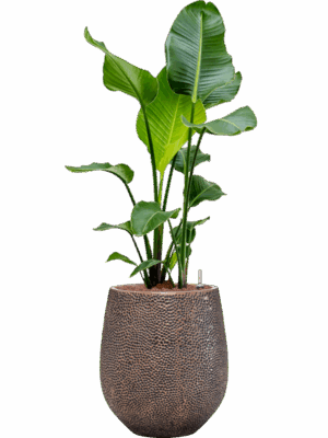 Strelitzia Nicolai In Baq Opus Hit D 22 H 119 cm - PlantenShop24 - 30-05-2025