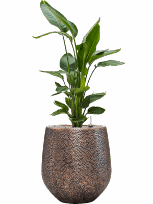 Strelitzia Nicolai In Baq Opus Hit D 26 H 126 cm - PlantenShop24 - 19-05-2025