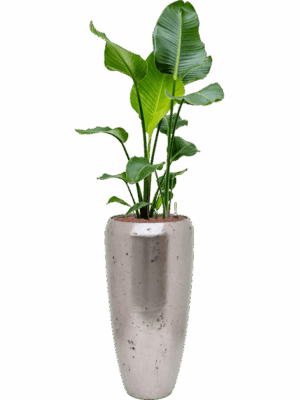 Strelitzia Nicolai In Baq Opus Raw D 22 H 142 cm - PlantenShop24 - 30-05-2025