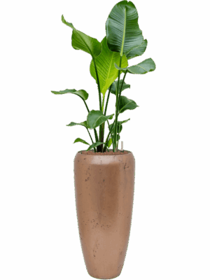 Strelitzia Nicolai In Baq Opus Raw D 22 H 142 cm - PlantenShop24 - 30-05-2025