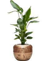 Strelitzia Nicolai In Baq Opus Raw D 26 H 142 cm - PlantenShop24 - 19-05-2025