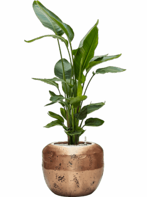 Strelitzia Nicolai In Baq Opus Raw D 26 H 142 cm - PlantenShop24 - 19-05-2025