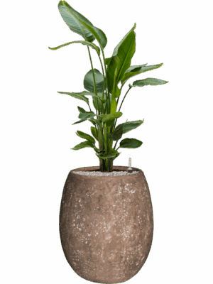 Strelitzia Nicolai In Baq Polystone Coated Plain D 26 H 132 cm - PlantenShop24 - 19-05-2025