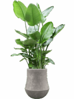 Strelitzia Nicolai In Baq Polystone Coated Plain D 35 H 185 cm - PlantenShop24 - 26-05-2025