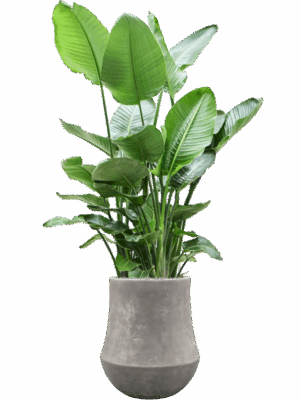 Strelitzia Nicolai In Baq Polystone Coated Plain D 35 H 185 cm - PlantenShop24 - 26-05-2025