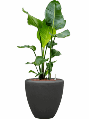 Strelitzia Nicolai In Baq Polystone Plain D 22 H 117 cm - PlantenShop24 - 30-05-2025