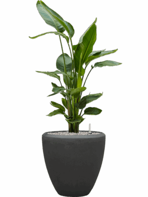 Strelitzia Nicolai In Baq Polystone Plain D 26 H 118 cm - PlantenShop24 - 19-05-2025