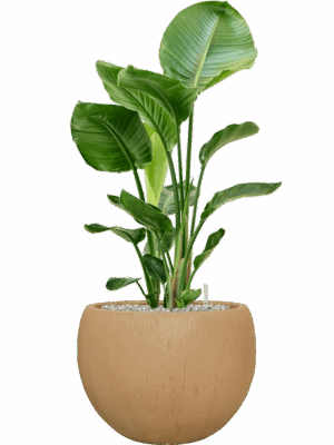 Strelitzia Nicolai In Baq Raindrop D 24 H 105 cm - PlantenShop24 - 26-05-2025