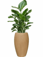 Strelitzia Nicolai In Baq Raindrop D 26 H 138 cm - PlantenShop24 - 19-05-2025