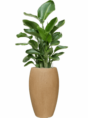 Strelitzia Nicolai In Baq Raindrop D 26 H 138 cm - PlantenShop24 - 19-05-2025