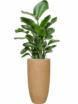 Strelitzia Nicolai In Baq Raindrop D 26 H 140 cm - PlantenShop24 - 19-05-2025