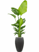 Strelitzia Nicolai  In Baq Raindrop D 30 H 209 cm - PlantenShop24 - 15-05-2025