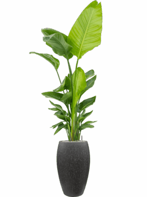 Strelitzia Nicolai  In Baq Raindrop D 30 H 209 cm - PlantenShop24 - 15-05-2025