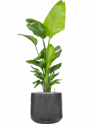 Strelitzia Nicolai  In Baq Terrazzo D 30 H 162 cm - PlantenShop24 - 12-05-2025