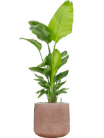 Strelitzia Nicolai  In Baq Terrazzo D 30 H 162 cm - PlantenShop24 - 12-05-2025
