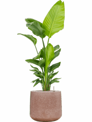 Strelitzia Nicolai  In Baq Terrazzo D 30 H 162 cm - PlantenShop24 - 12-05-2025