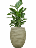Strelitzia Nicolai In Baq Tornado D 26 H 139 cm - PlantenShop24 - 19-05-2025