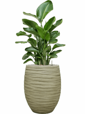 Strelitzia Nicolai In Baq Tornado D 26 H 139 cm - PlantenShop24 - 19-05-2025
