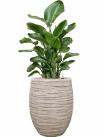 Strelitzia Nicolai In Baq Tornado D 26 H 139 cm - PlantenShop24 - 19-05-2025