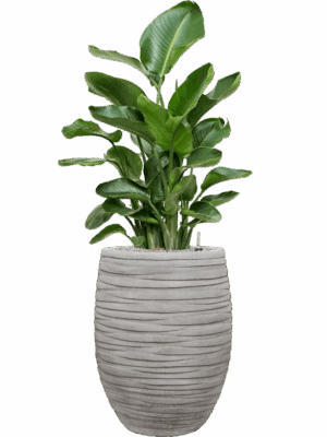 Strelitzia Nicolai In Baq Tornado D 26 H 139 cm - PlantenShop24 - 19-05-2025