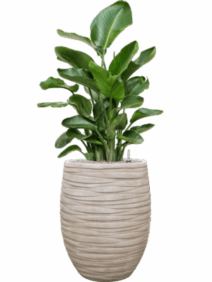 Strelitzia Nicolai In Baq Tornado D 26 H 139 cm - PlantenShop24 - 19-05-2025