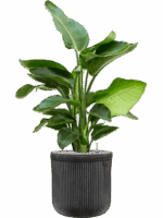 Strelitzia Nicolai In Baq Vertical Rib D 20 H 100 cm - PlantenShop24 - 19-05-2025