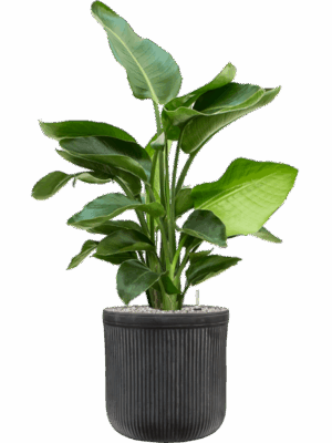 Strelitzia Nicolai In Baq Vertical Rib D 20 H 100 cm - PlantenShop24 - 19-05-2025