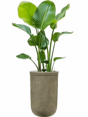 Strelitzia Nicolai In Baq Vertical Rib D 21 H 145 cm - PlantenShop24 - 15-05-2025