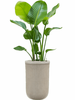 Strelitzia Nicolai In Baq Vertical Rib D 21 H 145 cm - PlantenShop24 - 15-05-2025